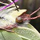 Zitronenfalter/Weibchen (Gonepteryx rhamni)